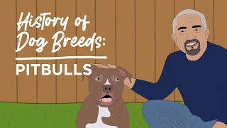 History of Dog Breeds: Pitbulls