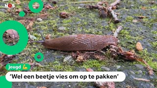 In deze schooltuin hebben ze last van slakken: 'Heel vies, blegh!'