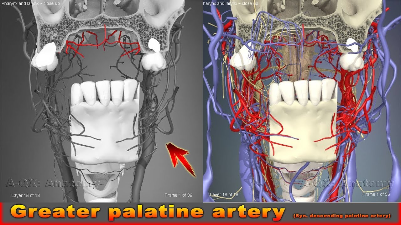 Greater Palatine Artery Syn Descending Palatine Artery Arteries Of greater-palatine-artery-syn-descending-palatine-artery-arteries-of