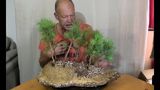 Zirben und andere Kleinigkeiten @bonsai-dragons
