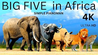 Big Five In Africa 4k   With Relaxing Piano 