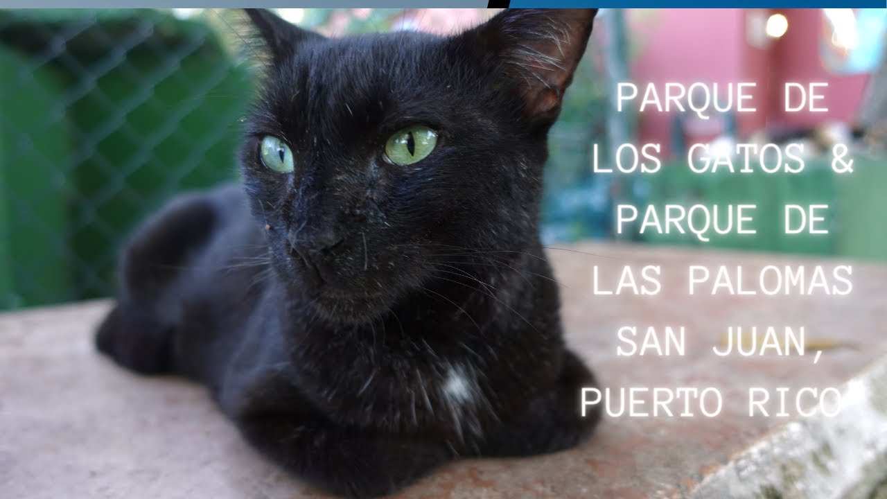 Save A Gato Cats ( Parque de Los Gatos) & Pigeon Park (Parque de Las Palomas) San Juan, Puerto Rico