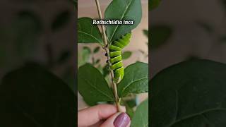 Aranyos Hernyók Ó Ás