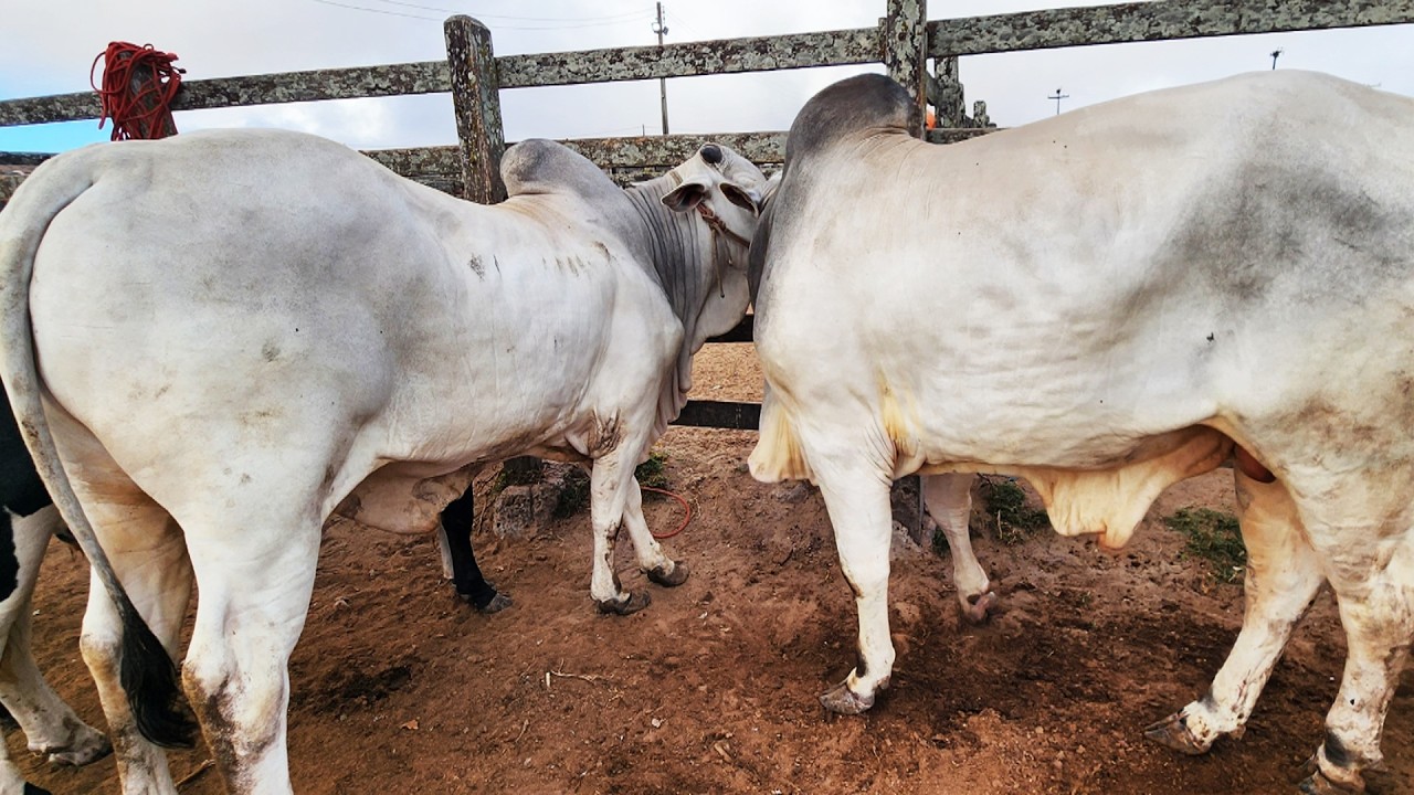 FEIRA DO GADO EM CAPOEIRAS-PE  16-01-2026 