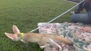 A Fennec Fox&#39;s First Baseball Game