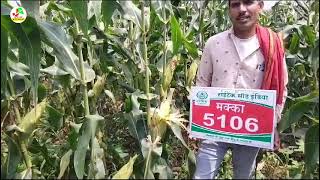 हाईटेक 5106 हाइब्रिड मक्का बीज | Hitech 5106 hybrid maize 🌽 veriety | best hybrid maize veriety