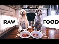 RAW FOOD DIET for Dogs | | German Shorthaired Pointer & Labrador Retriever