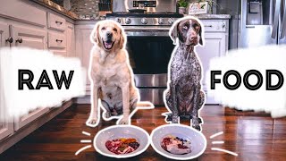 RAW FOOD DIET for Dogs | | German Shorthaired Pointer & Labrador Retriever
