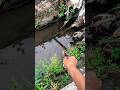 #Fishing #mancing #foryou #RiverFishing #Microfishing #OutdoorLife #catchandrelease #bangfaizwoi