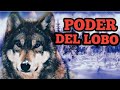 LOBO COMO ANIMAL DE PODER, ¿Qué significa el Lobo en lo Espiritual? TOTEM DEL LOBO SIGNIFICADO