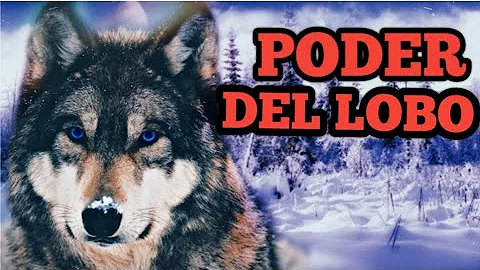 ¿Qué simboliza el lobo?