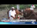 Sharad patils indigenous cow deshi gai conservation success story