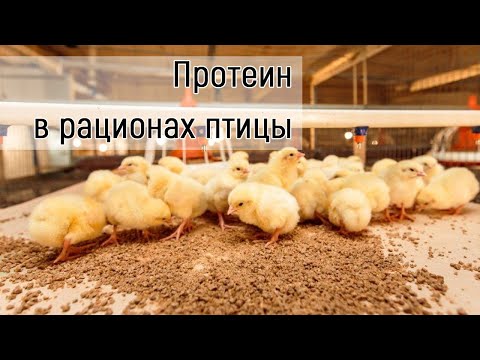 Видео: United Pet Group отзывает несколько кормов для птиц и пищевых добавок