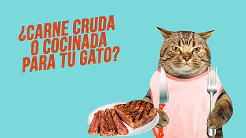 ¿Qué carne no deben comer los gatos?