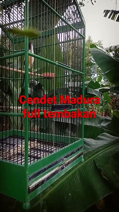 @ CENDET MADURA  MUNTAH TEMBAKAN GEREJA TARUNG, KUNTI ,TENGKEK UDANG.GACOR DOR BUKA PARUH MANTAB #
