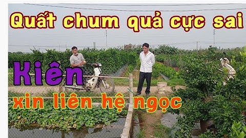 tham khảo giá quất chum quất tết quất bon sai 2022