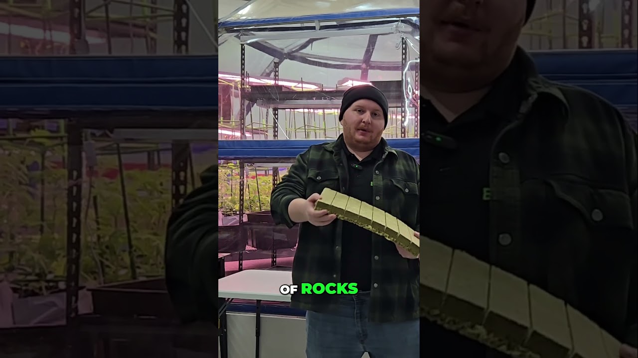 Grow Plants with Rockwool Hydroponics Guide