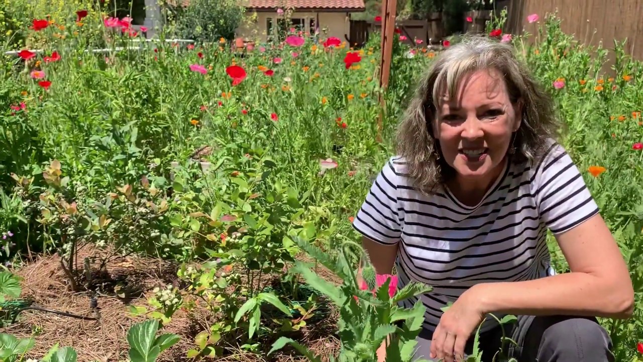 How bees pollinate flowers YouTube