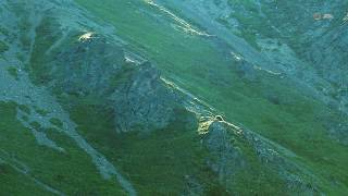 PUTV VISUALS // Grizzly Bear Denali National Park Alaska 4K