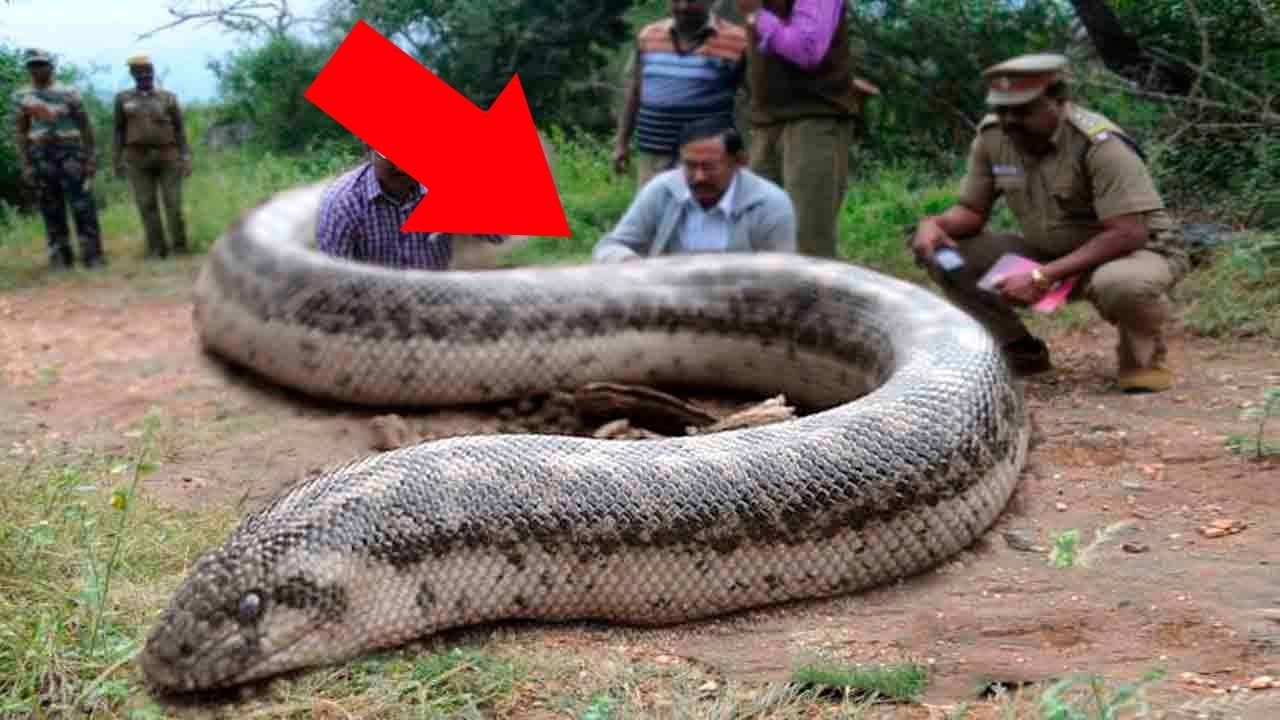 Сколько метров змея. Анаконда змея. Анаконда большая змея в мире. Гигантская Анаконда гигантская Анаконда. Самая большая Анаконда 41м.