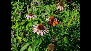 Hard-Working Support Plants - Also Gorgeous! by Forested 485 views 5 years ago 2 minutes, 33 seconds