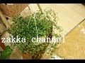 【インテリア】寒さに強い観葉植物で冬でも緑を♪【観葉植物】