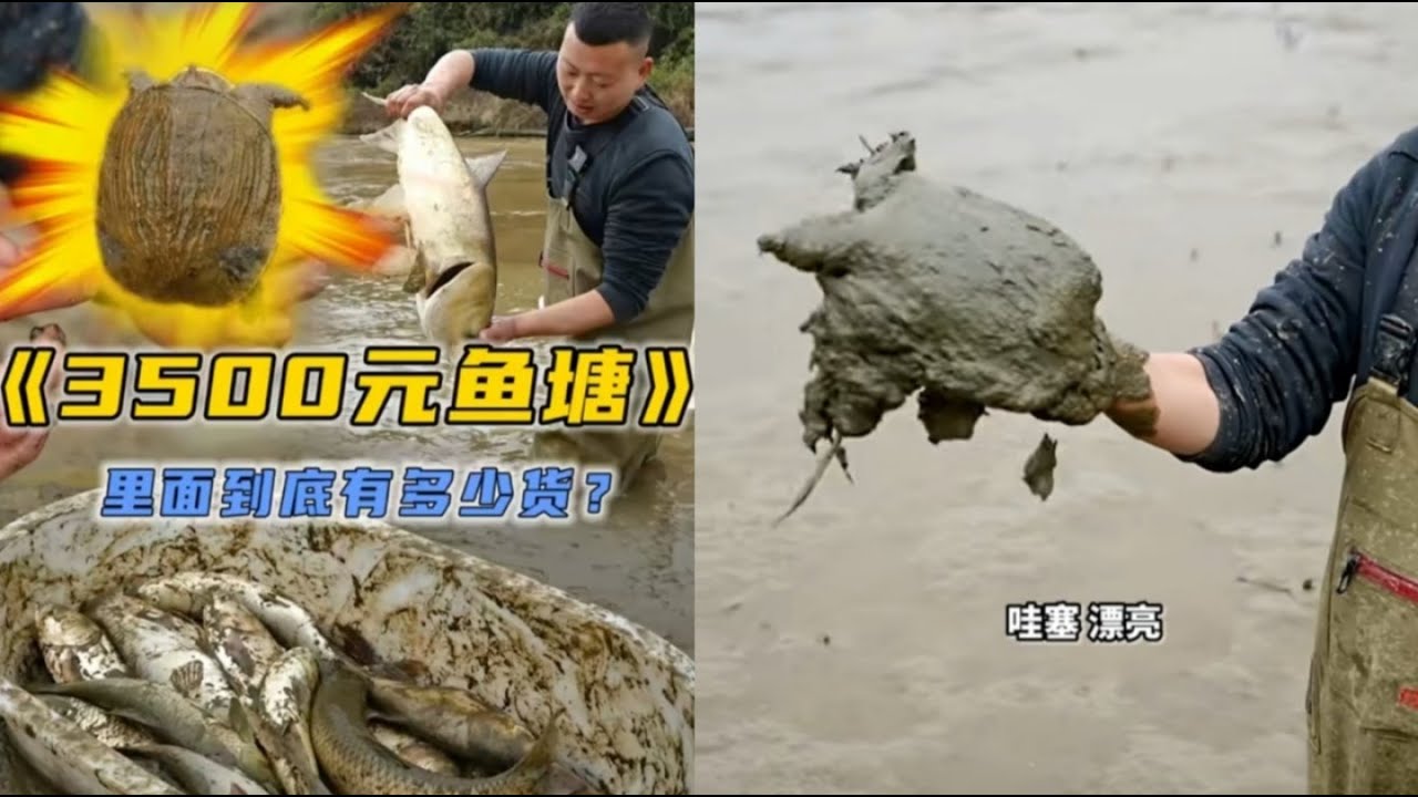 小飞哥花3500元包下一个鱼塘，看看里面到底有多少鱼？#户外抓鱼 #户外捕鱼 #小飞哥抓鱼 #乡村生活 #农村生活