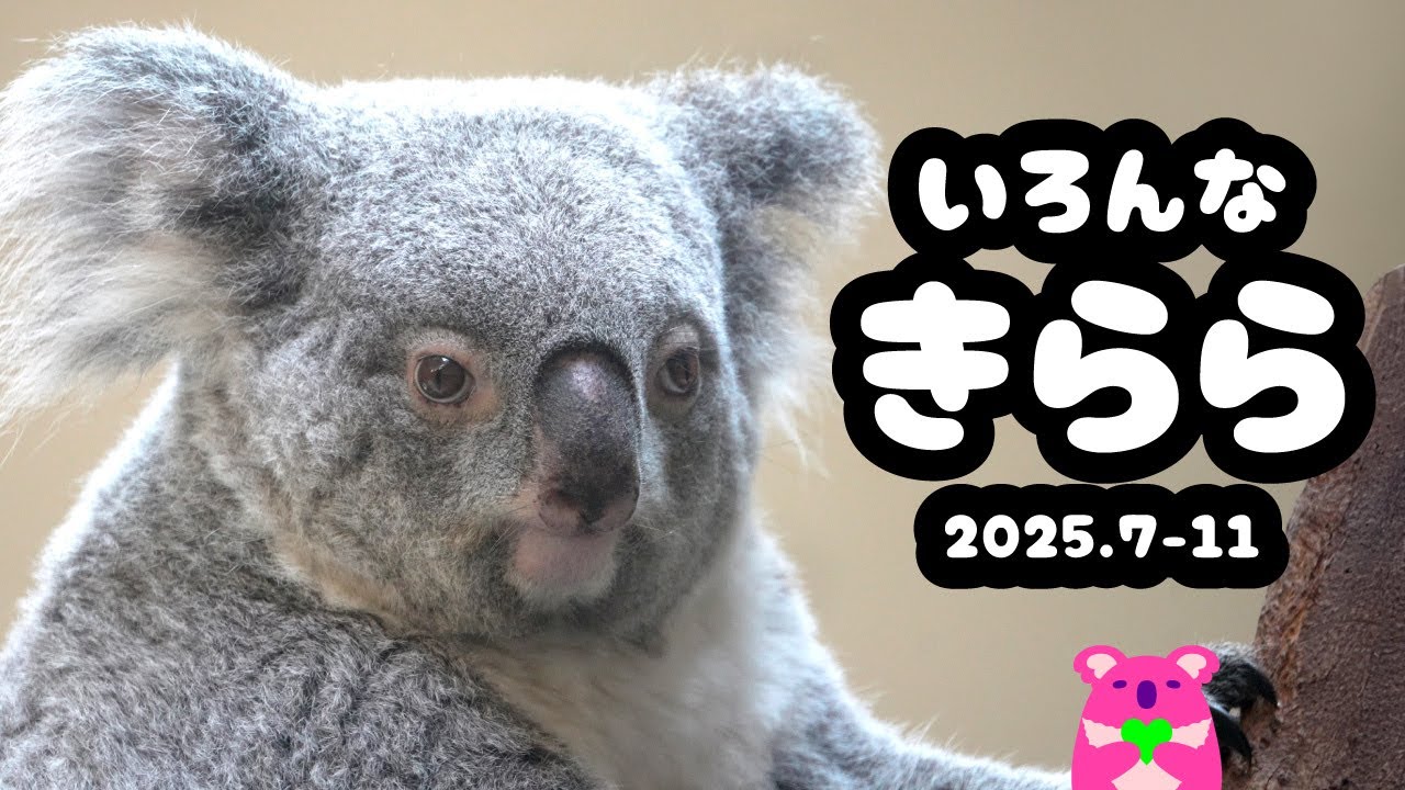 コアラのきらら  2025夏秋セレクション