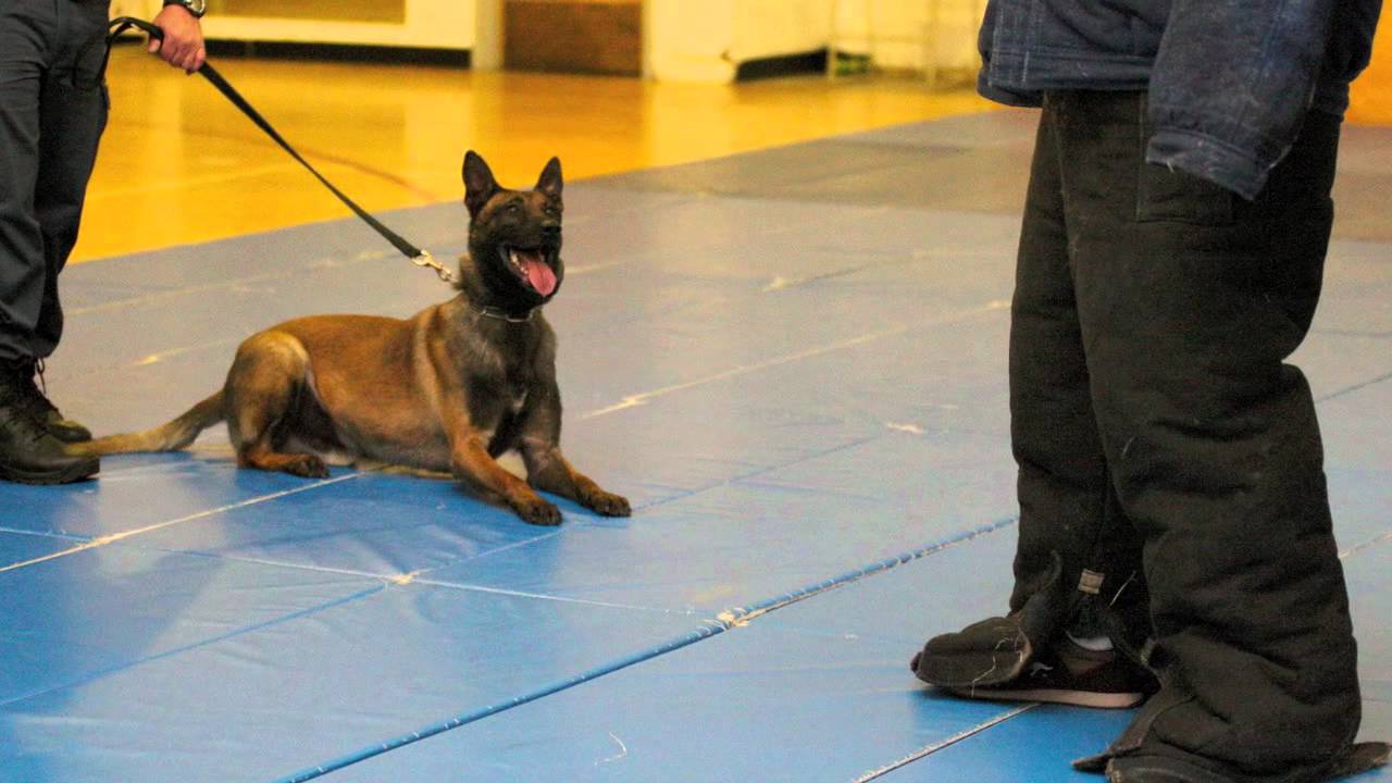 Thrills Working with Aurora Police K9 Unit YouTube