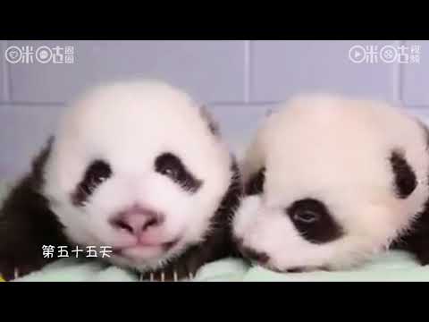 【超级音熊】大熊猫100天成长记