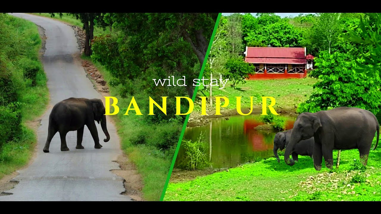 വന്യമൃഗങ്ങളെ കാണണമെങ്കിൽ ഇവിടെ താമസിച്ചാൽ മതി | ambuja farm house bandipur @Petsandtravelwildlife