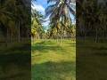 8 acre agriculture land with farm house sale in channapattana sathanuru highway. mob: 7338474634