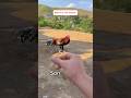 Check Son And Father Loyalty🐓#youtubeshorts #rooster #viralvideo #chicken