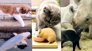 Adorable Cats Videos ||Impressive friendships between cats and other animals by Life Around Us 4,539 views 1 year ago 4 minutes, 7 seconds