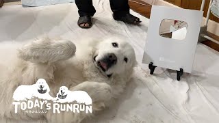 ルンルンとアランに銀の盾が届きました　Great Pyrenees　グレートピレニーズ