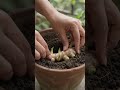 plant kaise ugate hain.#shorts #gardeningtips #gardenshorts #viralgardening #viralshorts