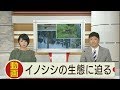 イノシシの生態に迫る 動画から見えたことは 2019.9.27放送
