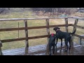 Black labs chase off coyote after killing a turkey