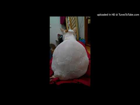 陳慧琳-隨身聽