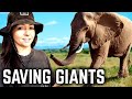 How to Protect Elephants in Kenya | Lindsay Nikole