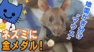 ネズミに金メダル！地雷かぎ分け大活躍【マスクにゃんニュース】