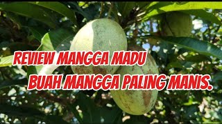HONEY MANGO REVIEW THE SWEETEST MANGO FRUIT. #plants #mango #review