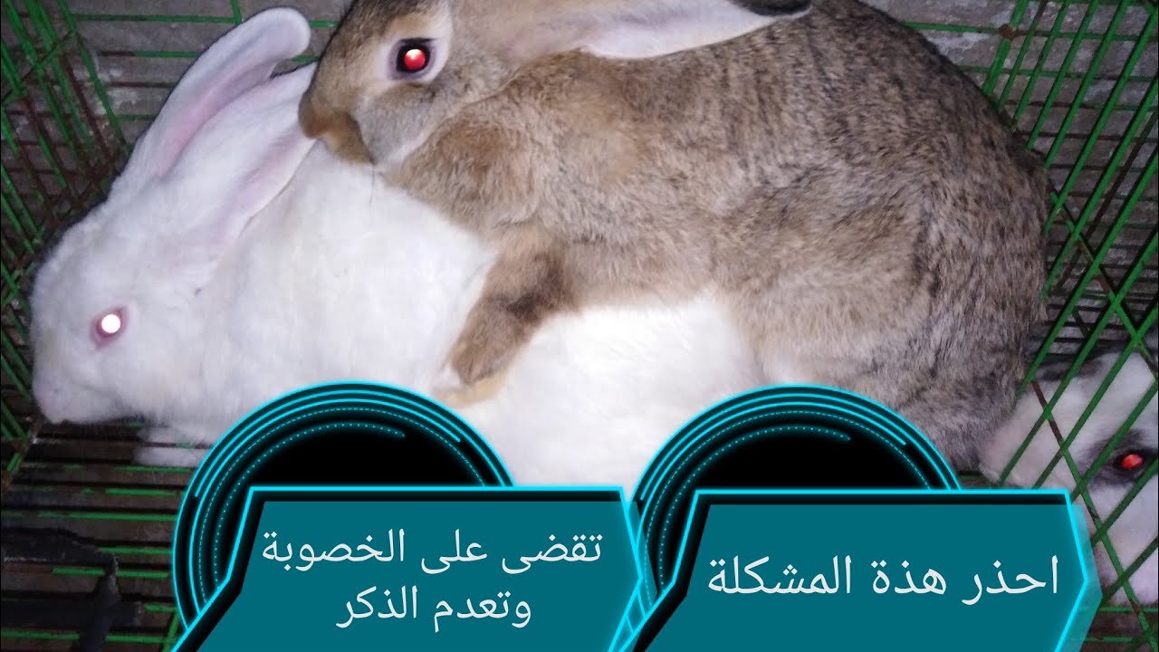 أسباب امتناع الذكور عن التلقيح الخطأ الكبير الذى يفعلة المربين يقضى على الخصوبة. احذر هذة المشكلة