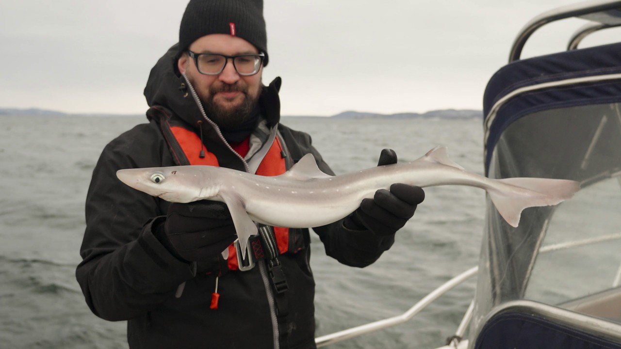 Kickoff 2026 - Spiny Dogfish in the Outer Oslofjord