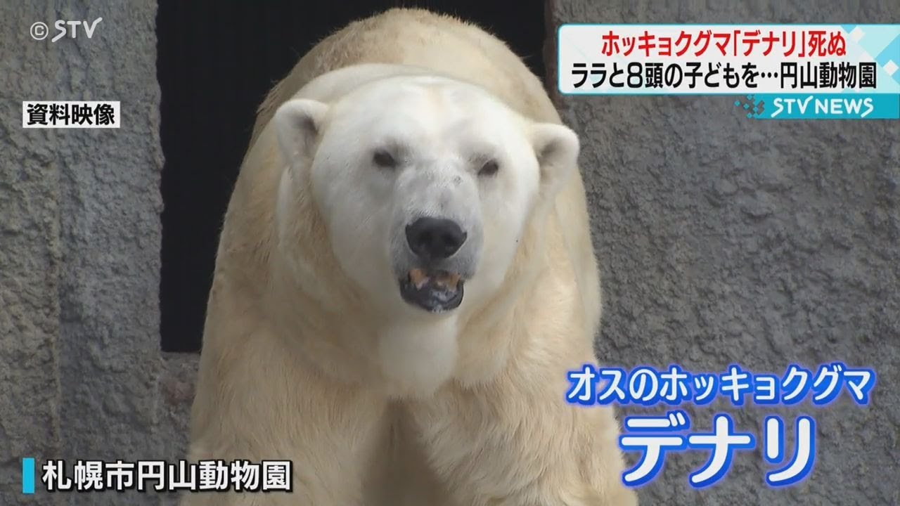Polar bear Denali dies at Sapporo's Maruyama Zoo, along with his