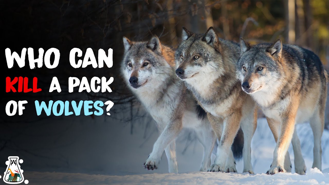 5 Animals That Could Defeat A Wolf Pack YouTube 5-animals-that-could-defeat-a-wolf-pack-youtube