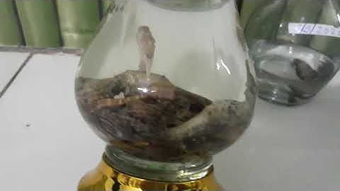 Rượu ngâm cá ngựa tươi sống