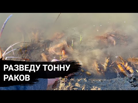 Начинаю РАЗВОДИТЬ РАКОВ в ПРУДУ возле дома, купил ещё кучу раков на 1500 рублей