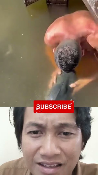 semua ikan mencintai pria ini #ytshorts #shortvideo #storytime