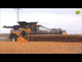 Rapsernte • Canola Harvest • Getreideernte • Grain Harvest • Moisson • New Holland • Fendt • HAWE